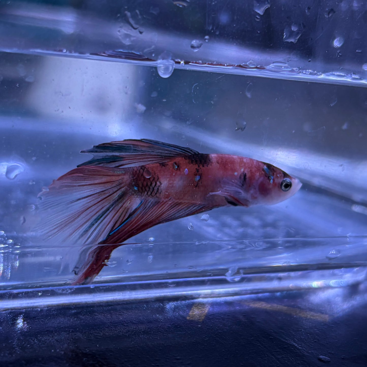 Halfmoon Multicolour/Koi Male Betta 3.5cm (N)