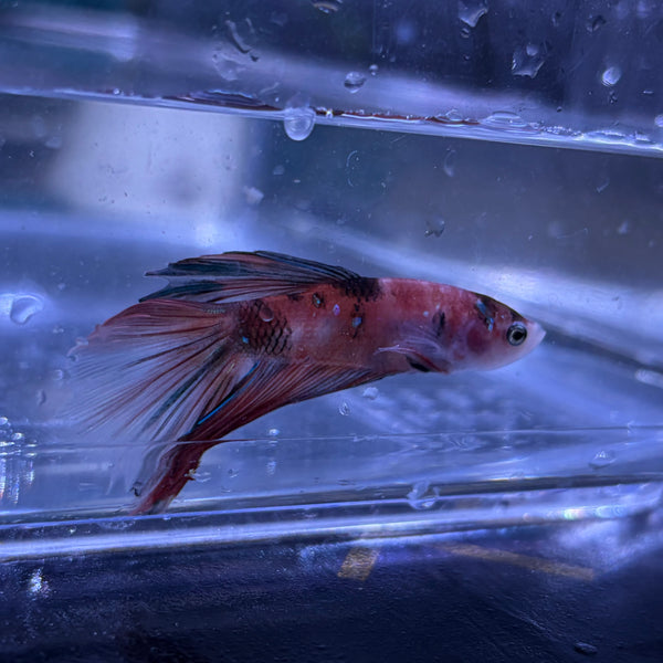 Halfmoon Multicolour/Koi Male Betta 3.5cm (N)
