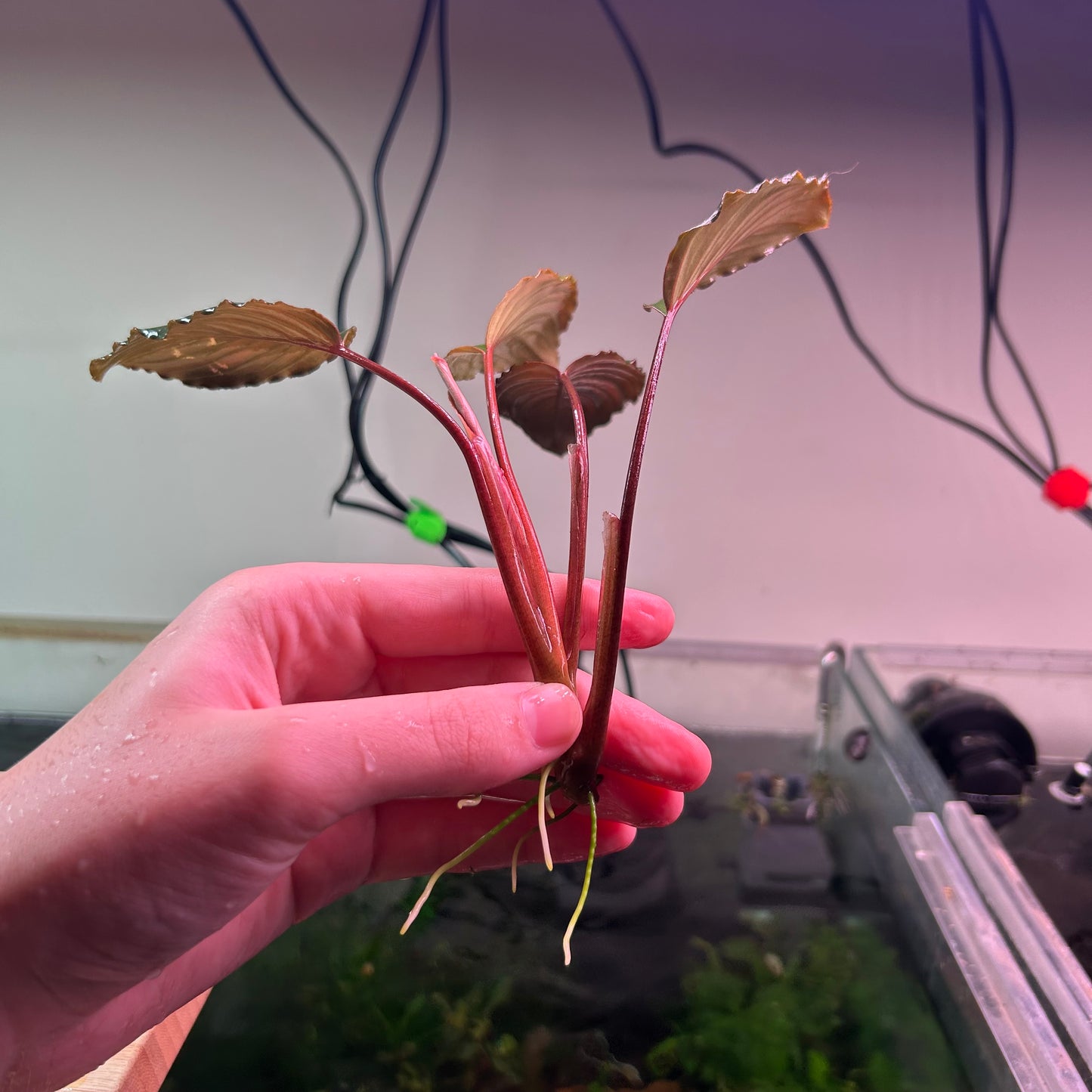 Furtadoa Sumatrensis Red ★