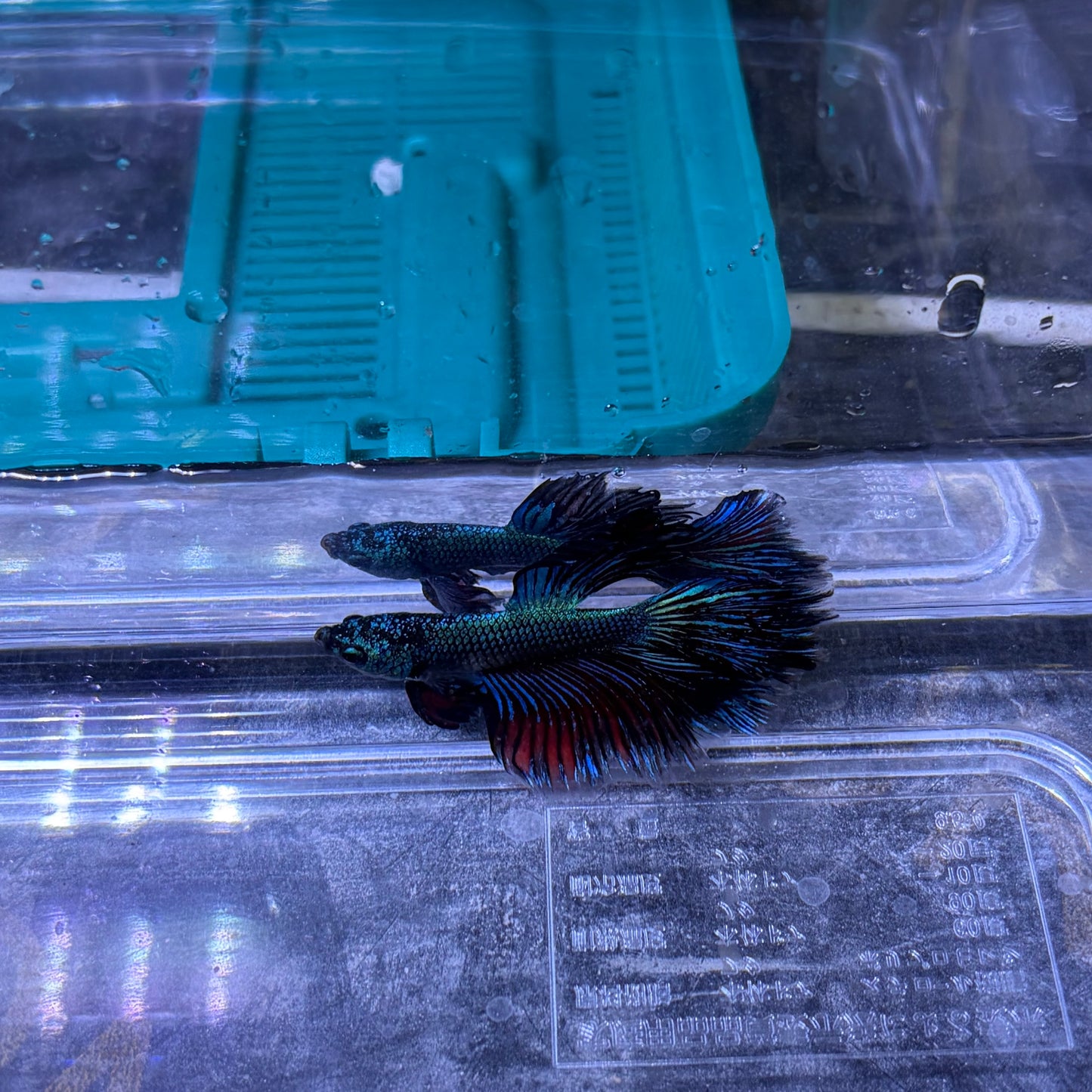 Super Delta Tail Male Betta 3.5cm (C)