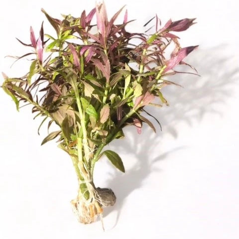 Limnophila aromatica "Kalmantan mini"