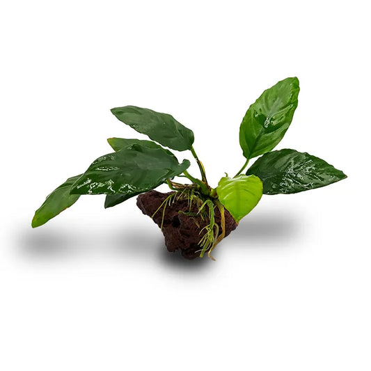 Anubias on Mini Lava Rock