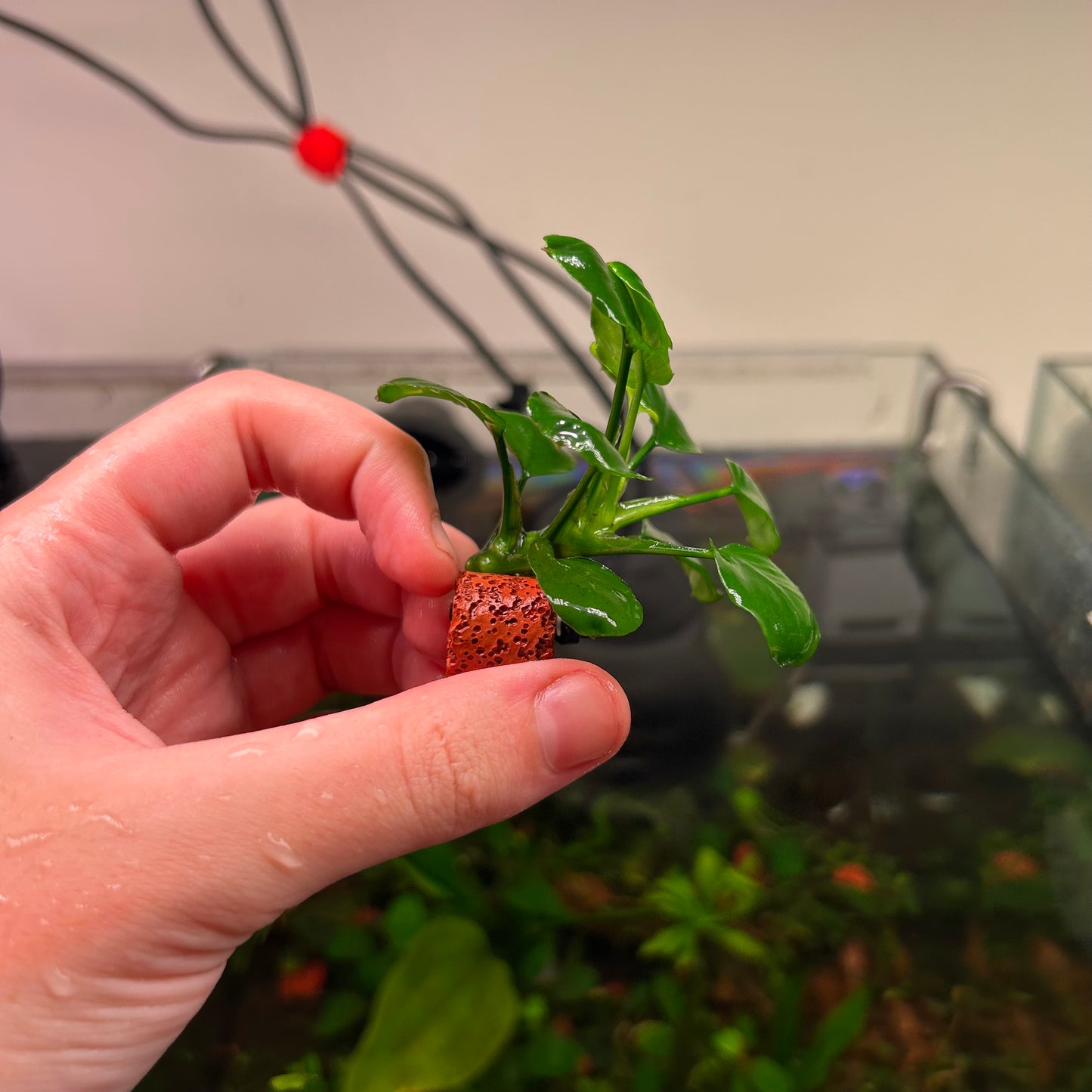 Anubias Panda Coin Reverted 2 for $90