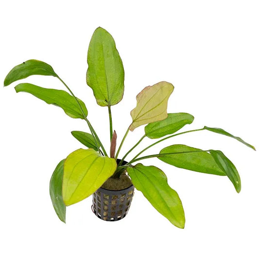 Echinodorus Oriental