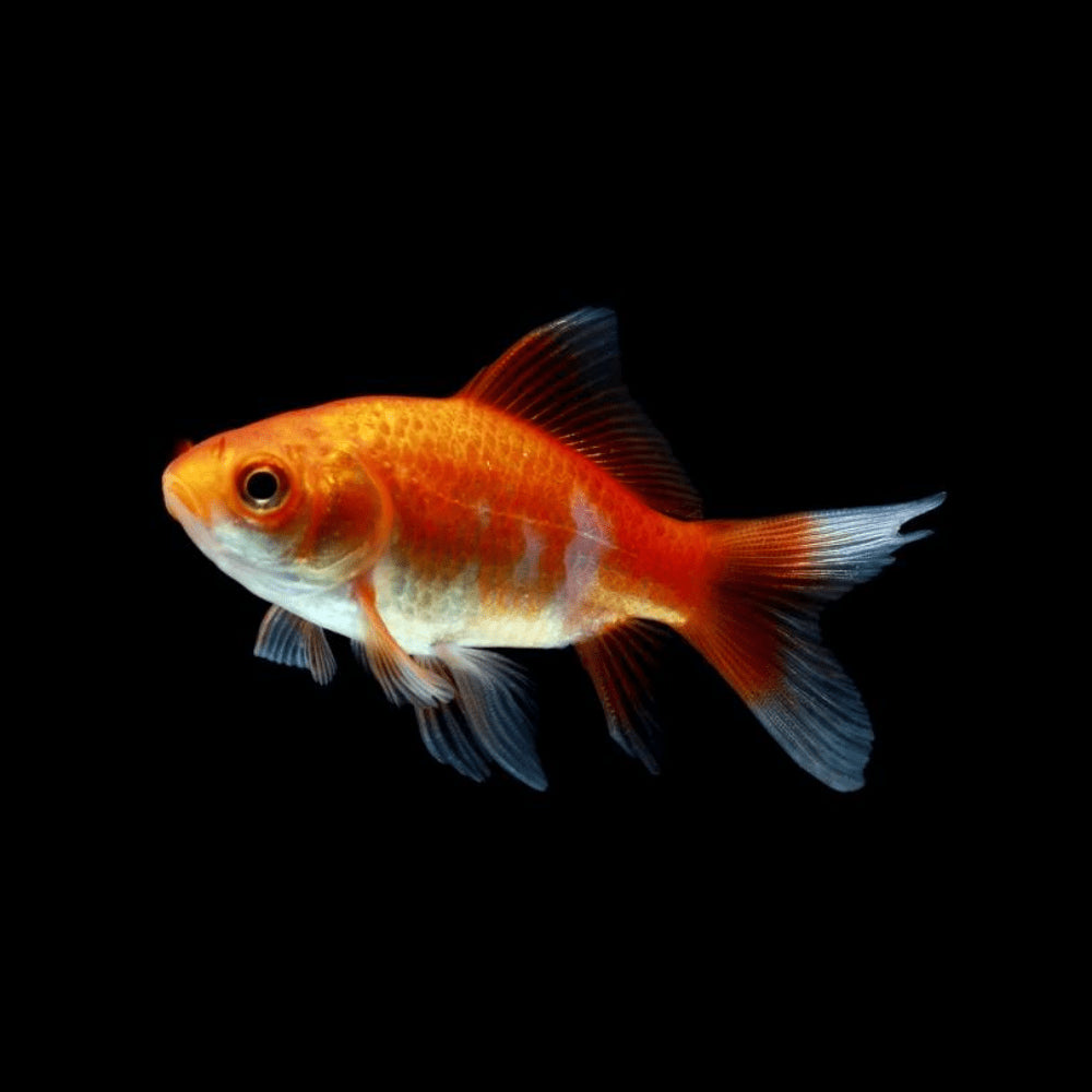 Red Comet Goldfish (Group of 10)