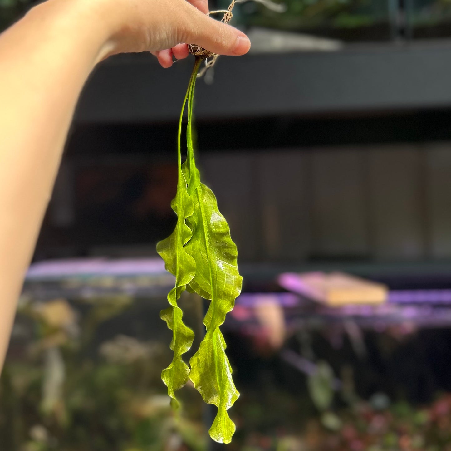 Aponogeton Ulvaceus - RARE