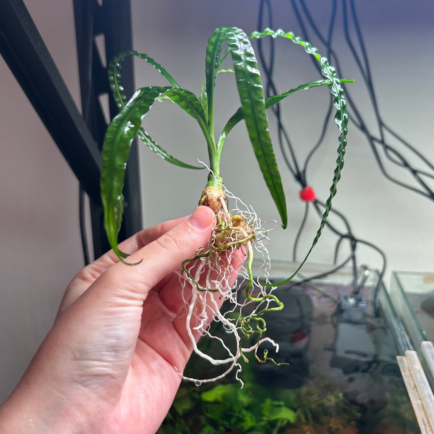 Crinum Natans - RARE