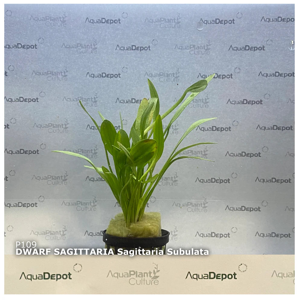 Sagittaria subulata ‘Dwarf Sag’