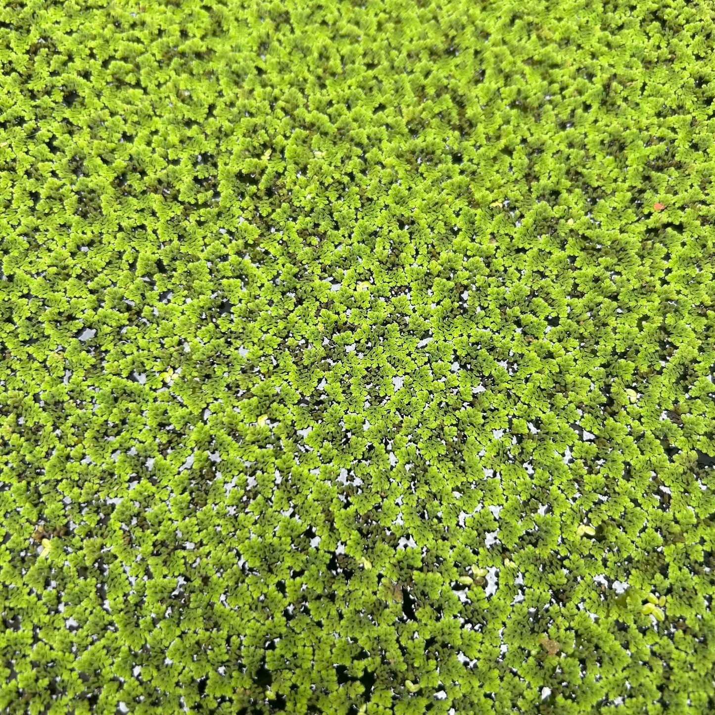 Ferny Azolla ‘Azolla pinnata’ - Floating Aquarium Pond Fish Tank Aquatic Plant