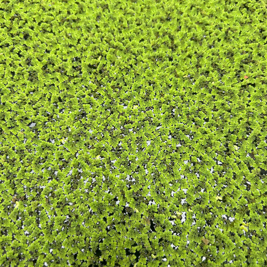 Ferny Azolla ‘Azolla pinnata’ - Floating Aquarium Pond Fish Tank Aquatic Plant