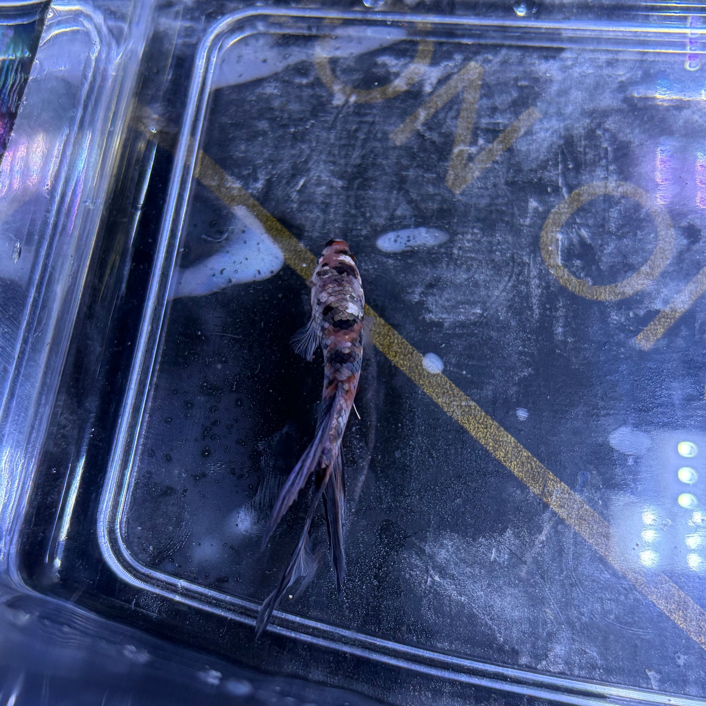 Giant Halfmoon Multicolour/Koi Male Betta 5-6cm (A)