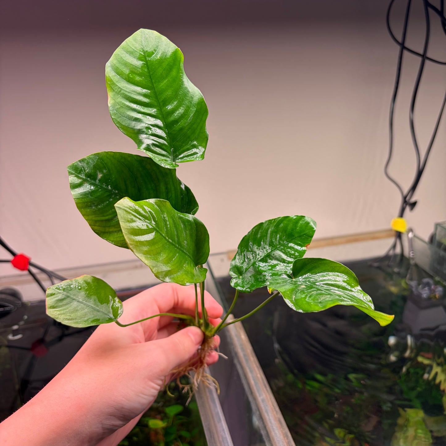 Anubias Pack 2A - 4x Plants