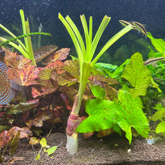 Crinum Thaianum - Aquarium plant RARE
