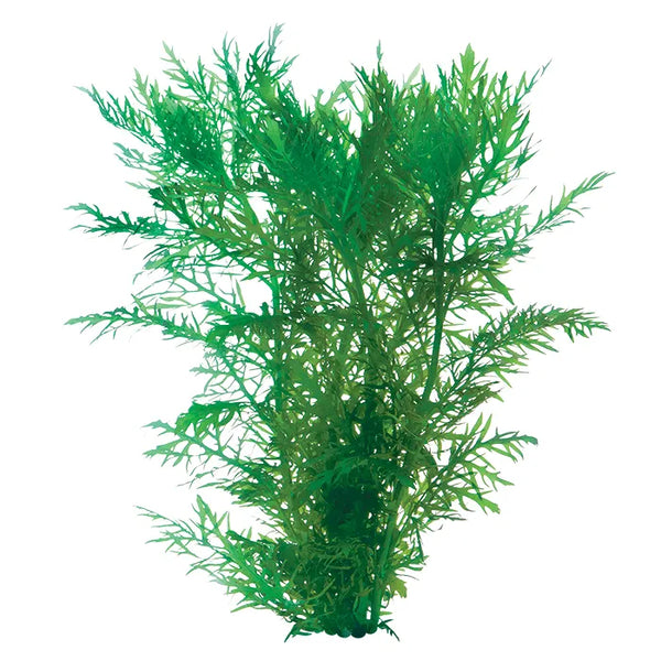 Wisteria Hygrophila difformis