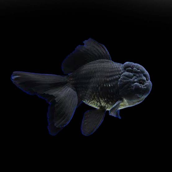Black Oranda Goldfish 8cm