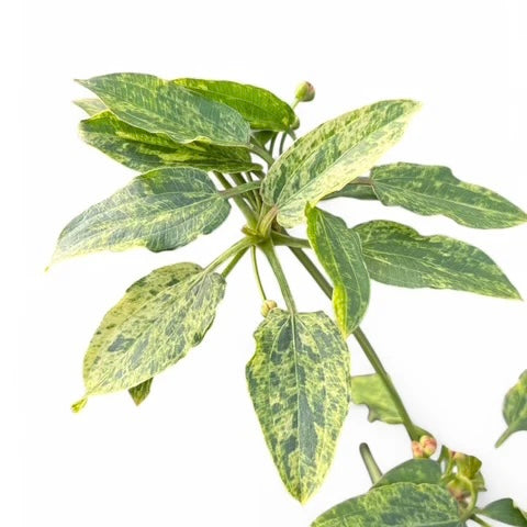 Echinodorus Marble Queen