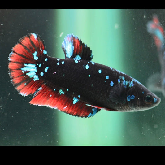 Blue Avatar Halfmoon Plakat Female Betta 4cm