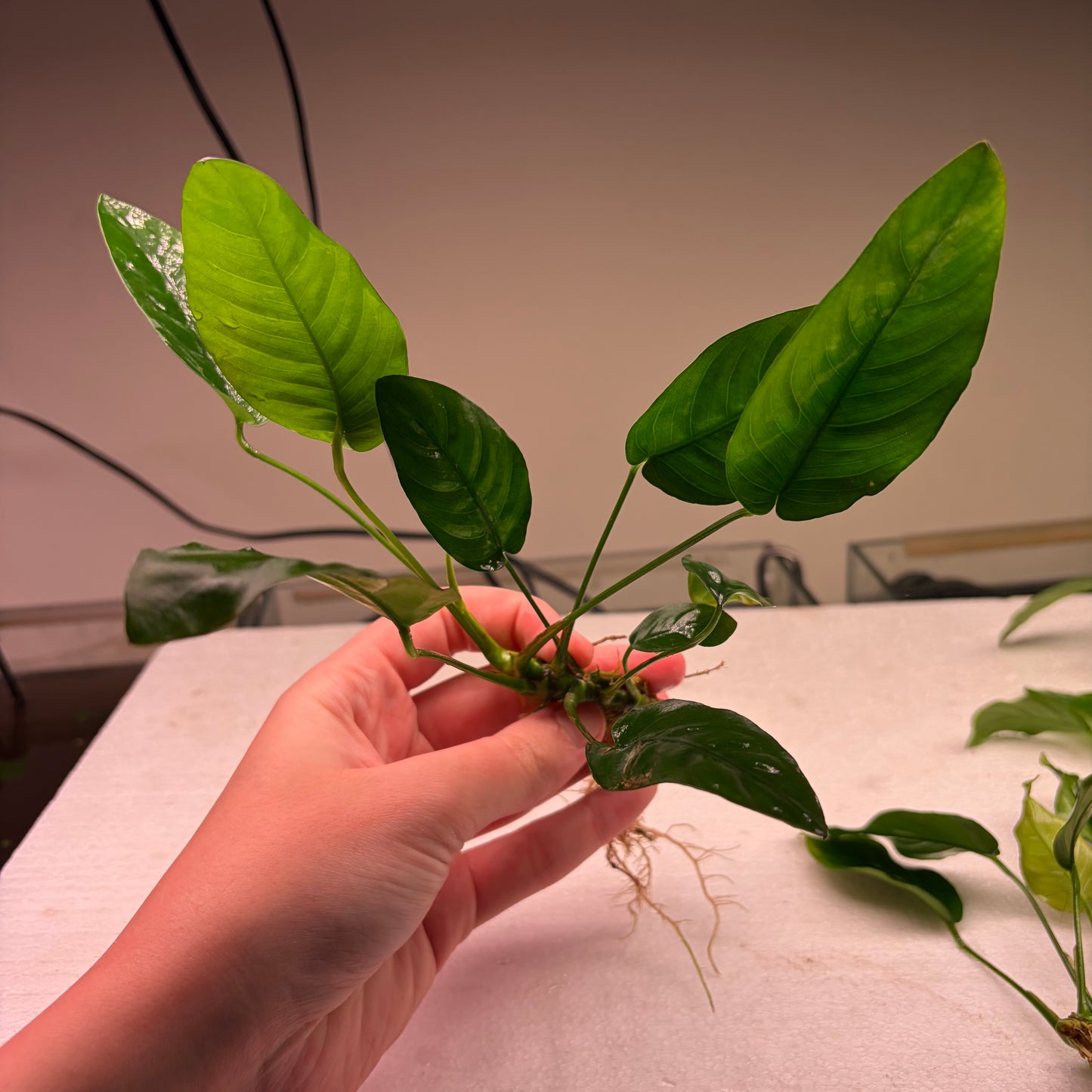 Anubias Pack 1A - 7x Plants