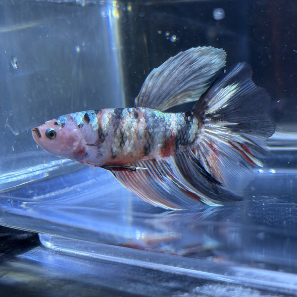 Giant Halfmoon Multicolour/Koi Male Betta 5-6cm (A)