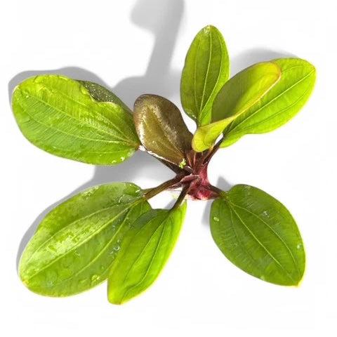 Echinodorus radican 'Big Bear'