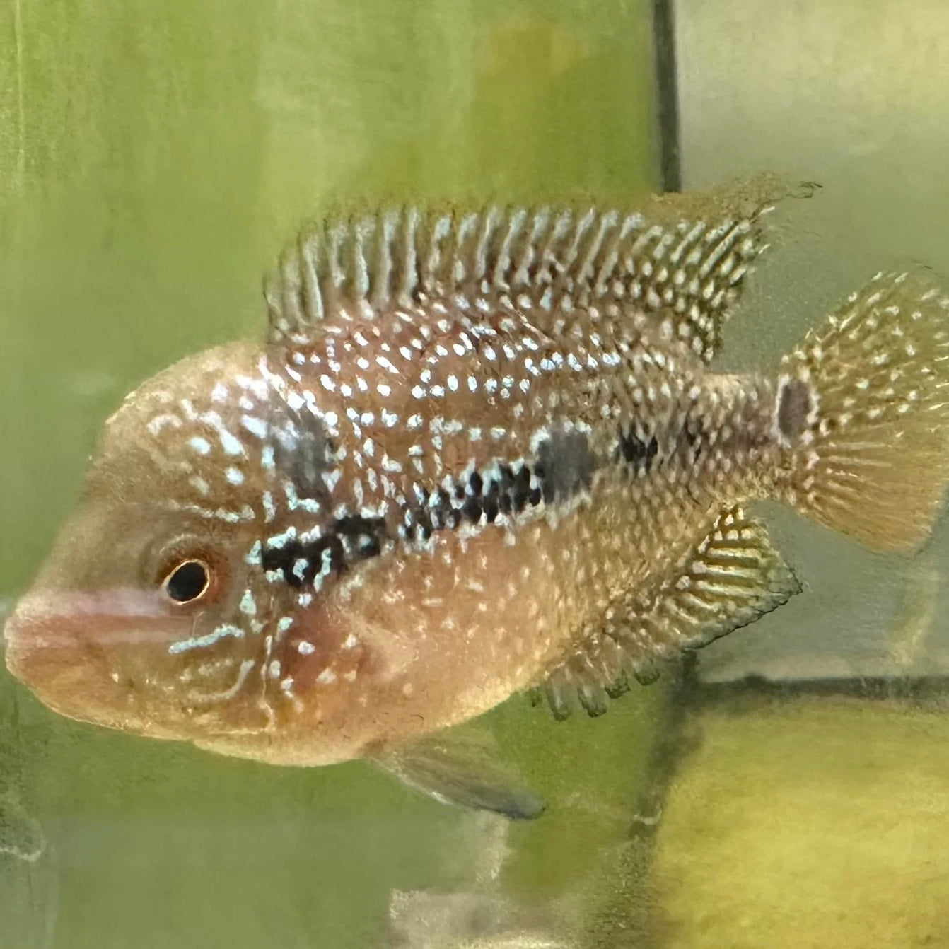 SRD x Kamfa Flowerhorn 4-5cm