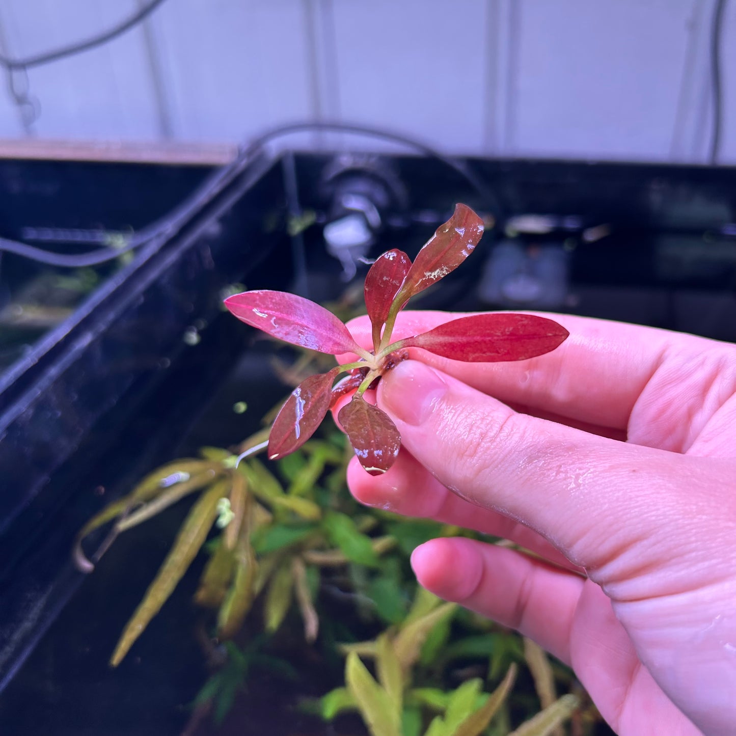 Echinodorus Red Chameleon Small ★