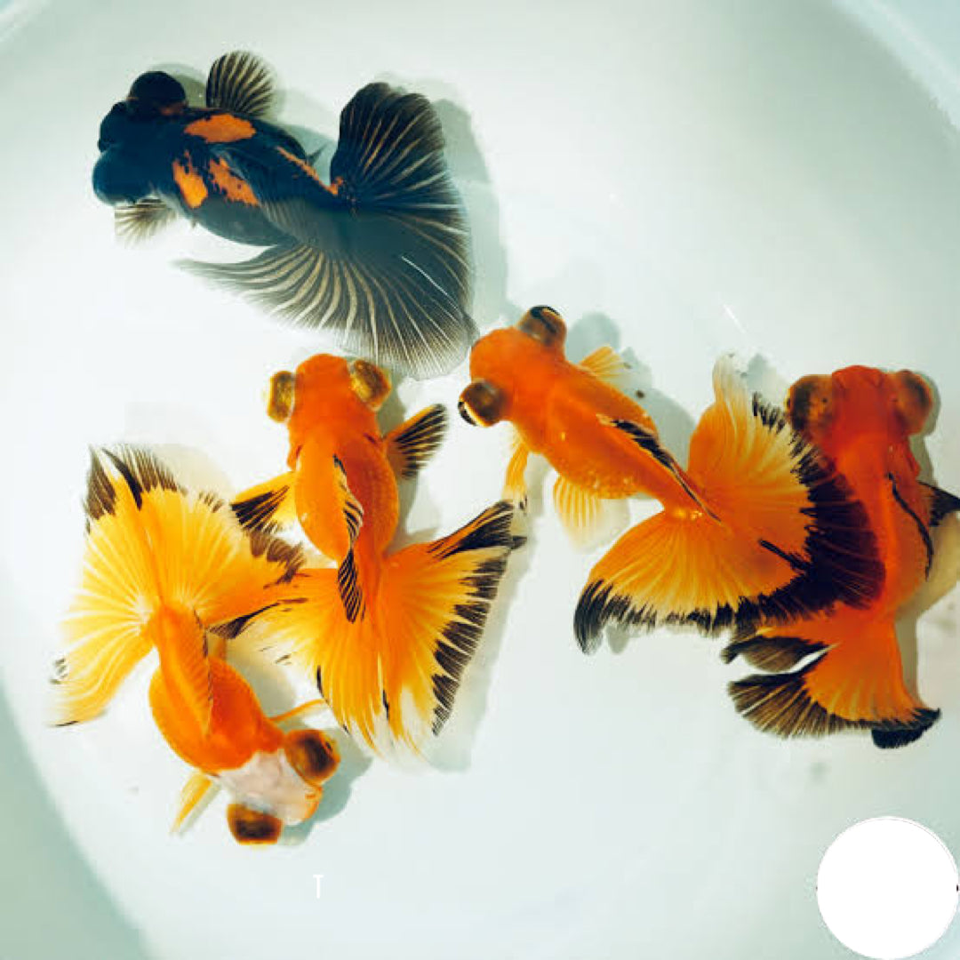 Butterfly Telescope Goldfish 8-10cm