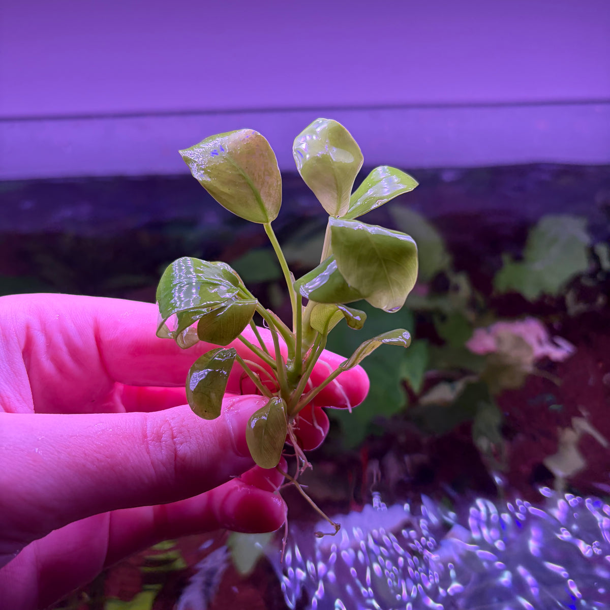 Anubias Nana Gold