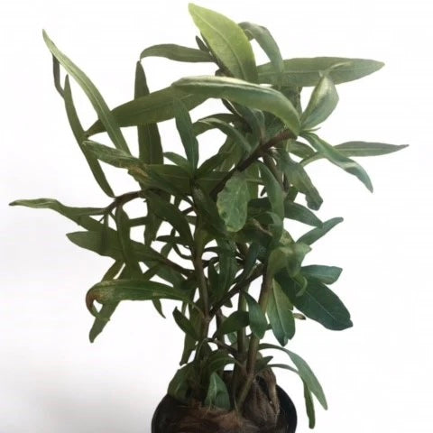 Hygrophila ‘tiger’