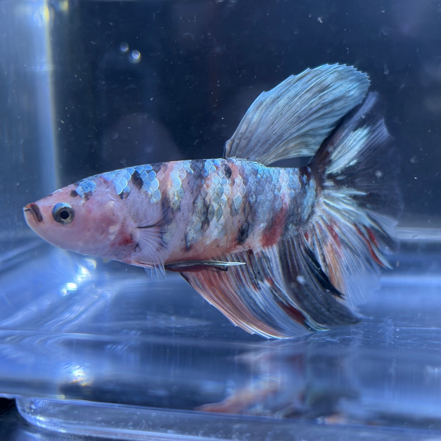Giant Halfmoon Multicolour/Koi Male Betta 5-6cm (A)