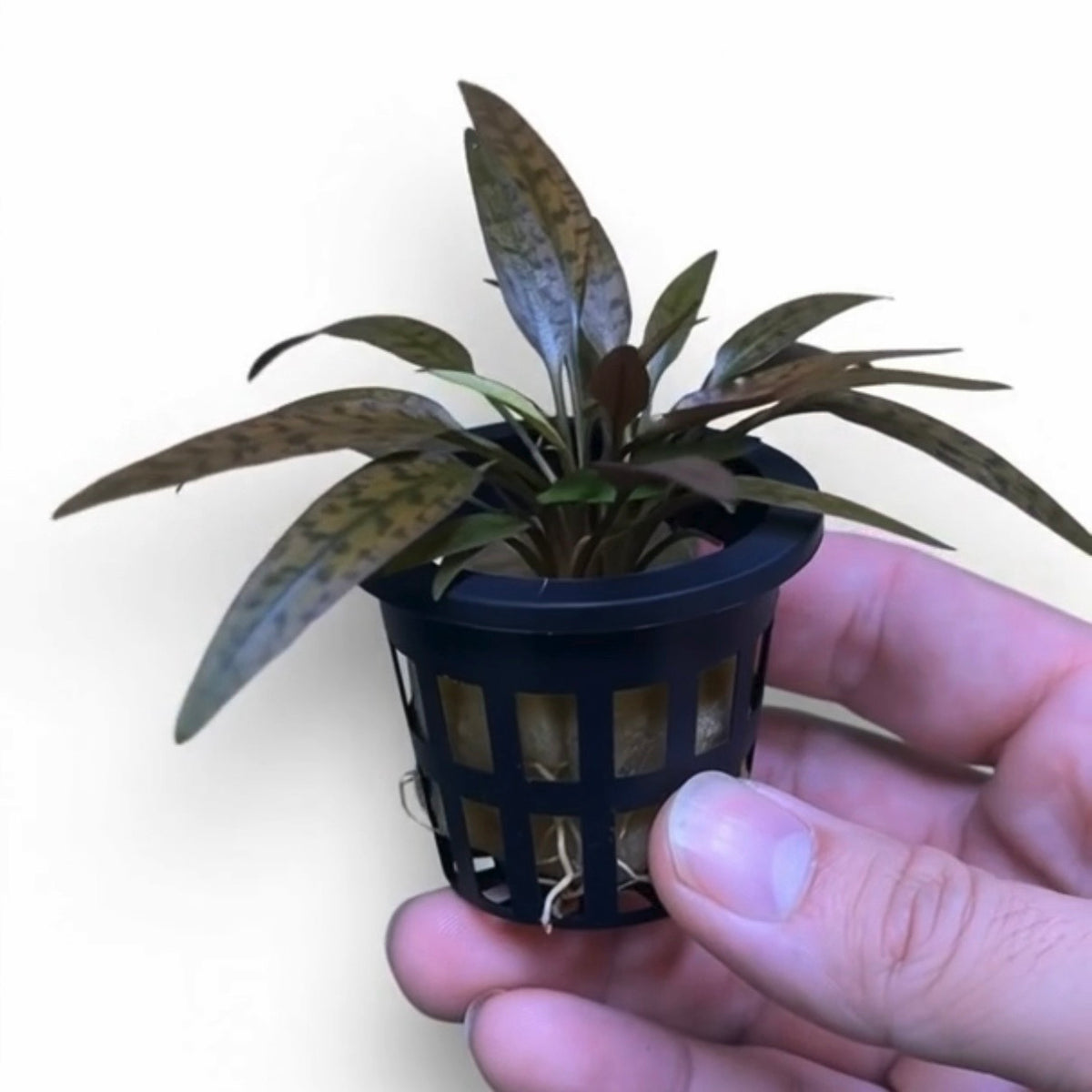 Crypt Axelrodi Potted (WA Only)