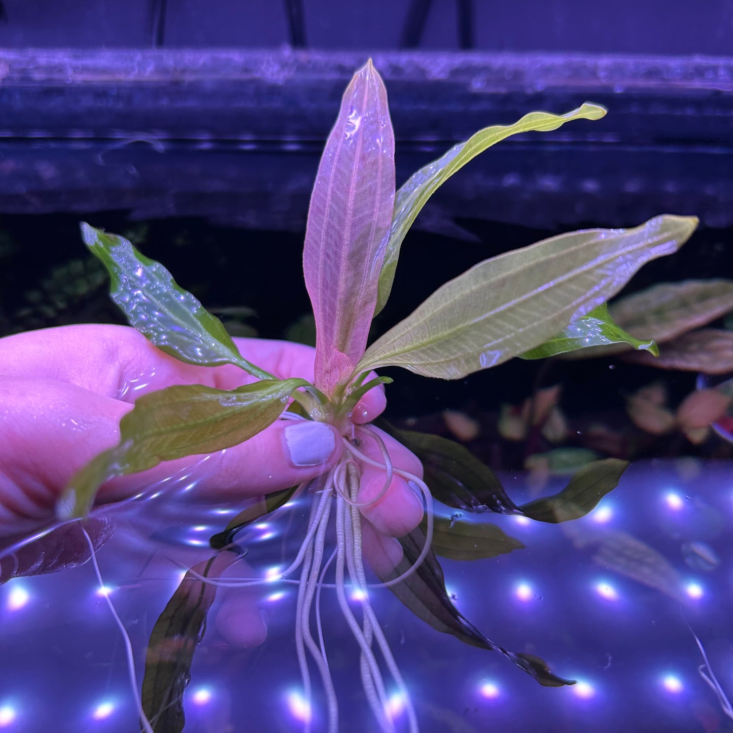 Echinodorus ‘White Flame’ Aquatic Fish Tank Plant