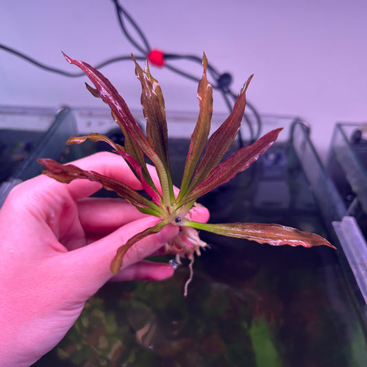 Echinodorus Soekarno - Extremely Rare