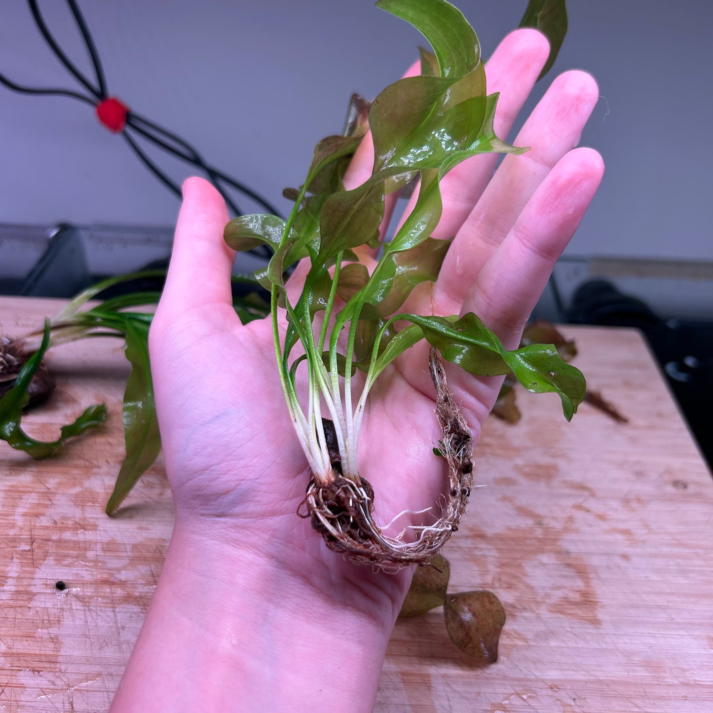 Aponogeton Ulvaceus Special Bundle