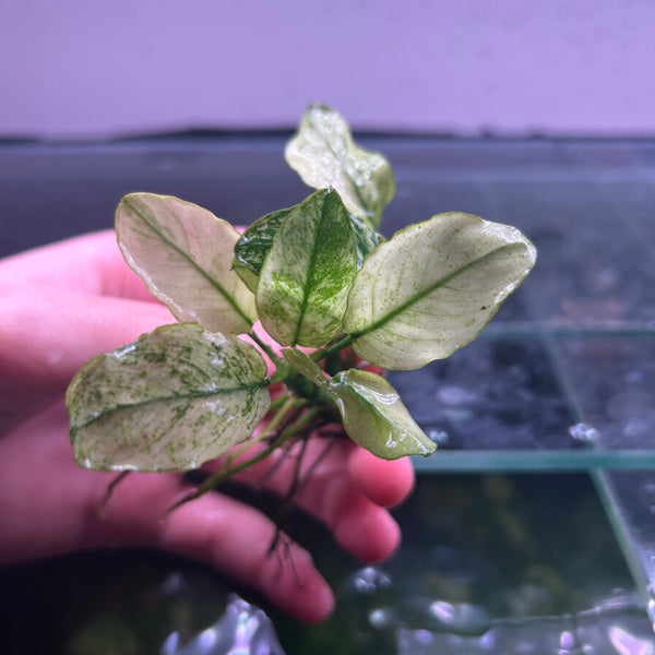 Anubias Pinto ★