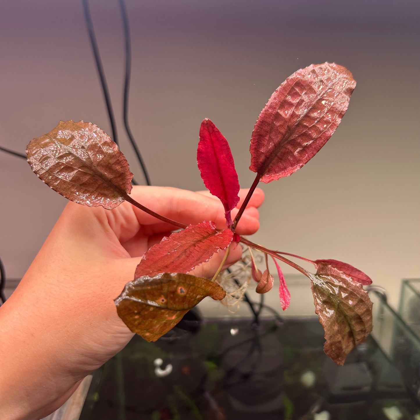 5x Large Crypt Pink Flamingo *Special*