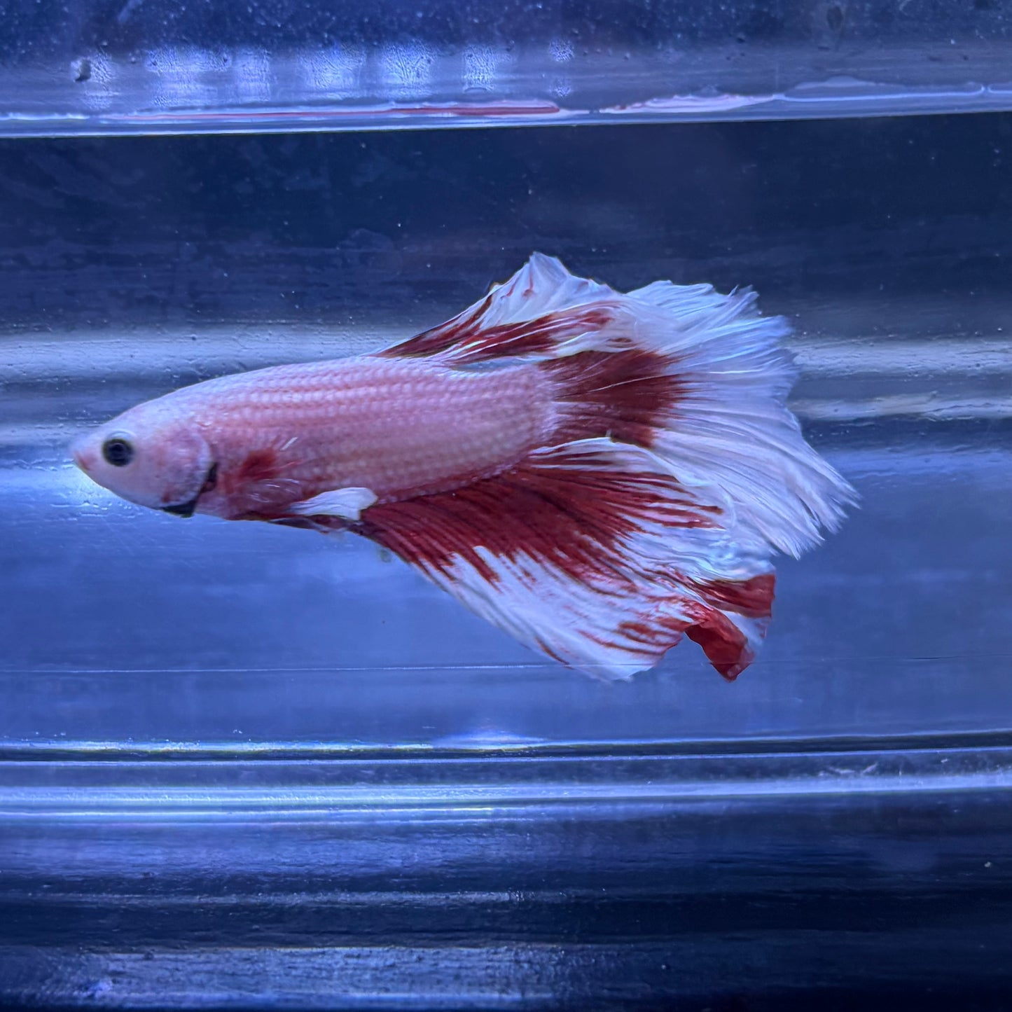 Super Delta Tail Male Betta 3.5cm (F)