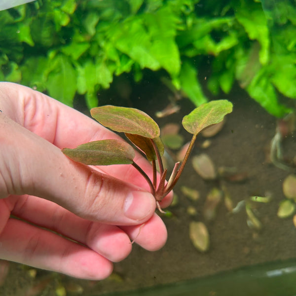 Lagenandra Meeboldii Red ★