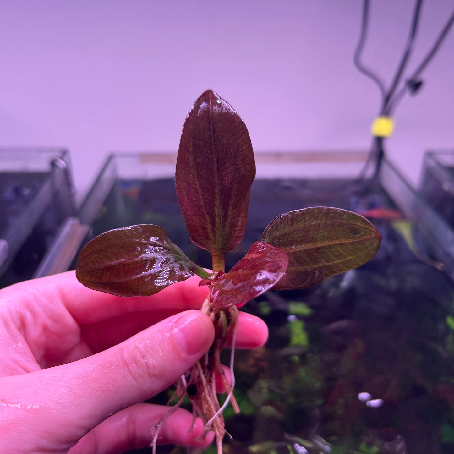 Echinodorus Hadi Red Pearl