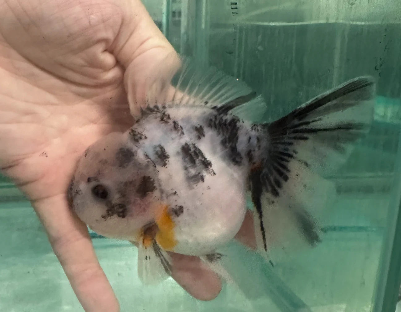 Thai Orchid Oranda Goldfish 8cm