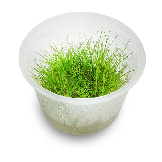 Eleocharis Acicularis 'Mini Hairgrass' - Tissue Culture