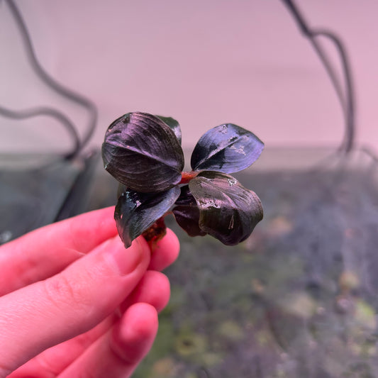 Bucephalandra Helena (Emersed Grown) Aquarium Plant