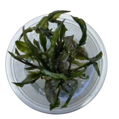 Cryptocoryne Crispatula Balansae - Tissue Culture