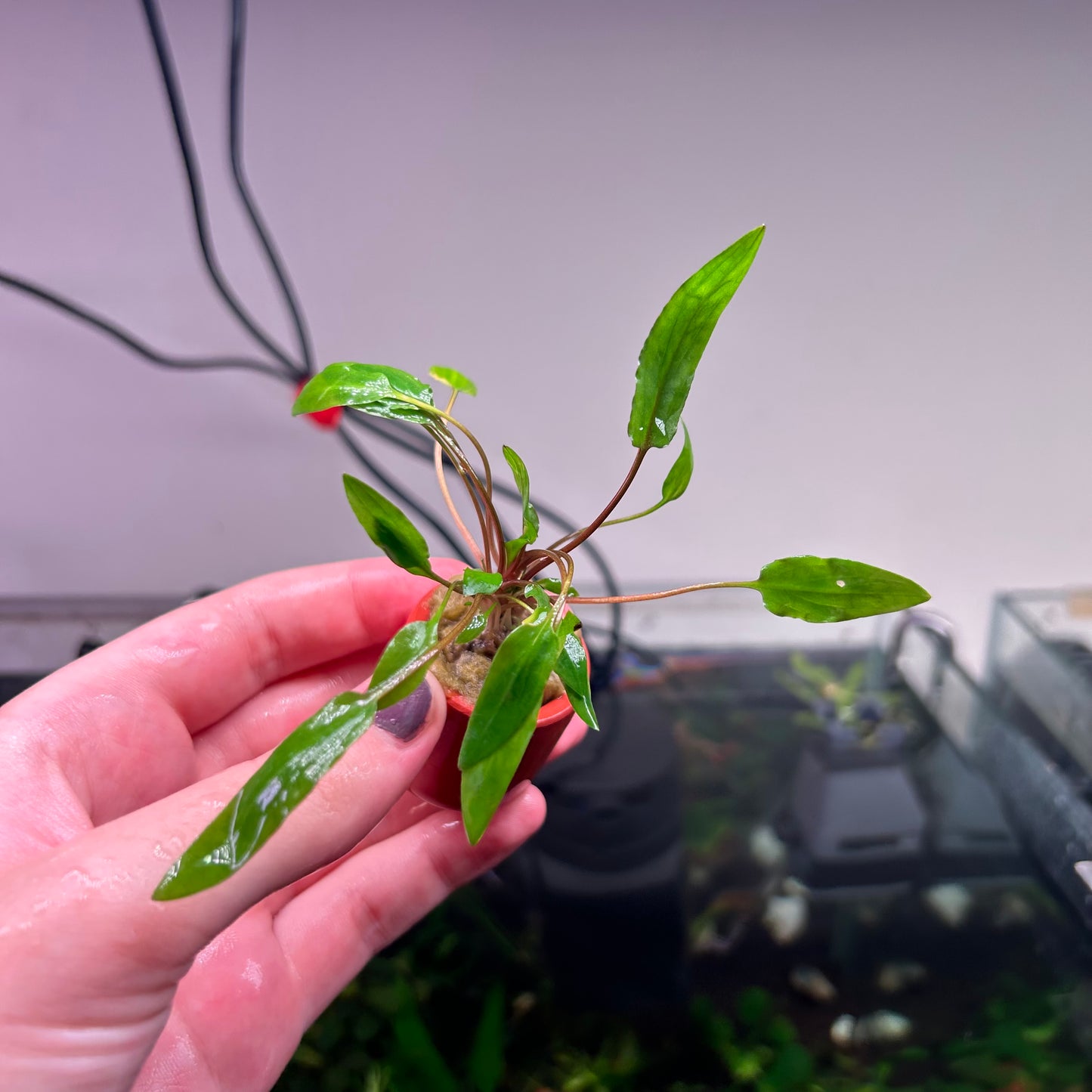 Assorted Cryptocoryne Potted 3cm Terracotta Pot ★