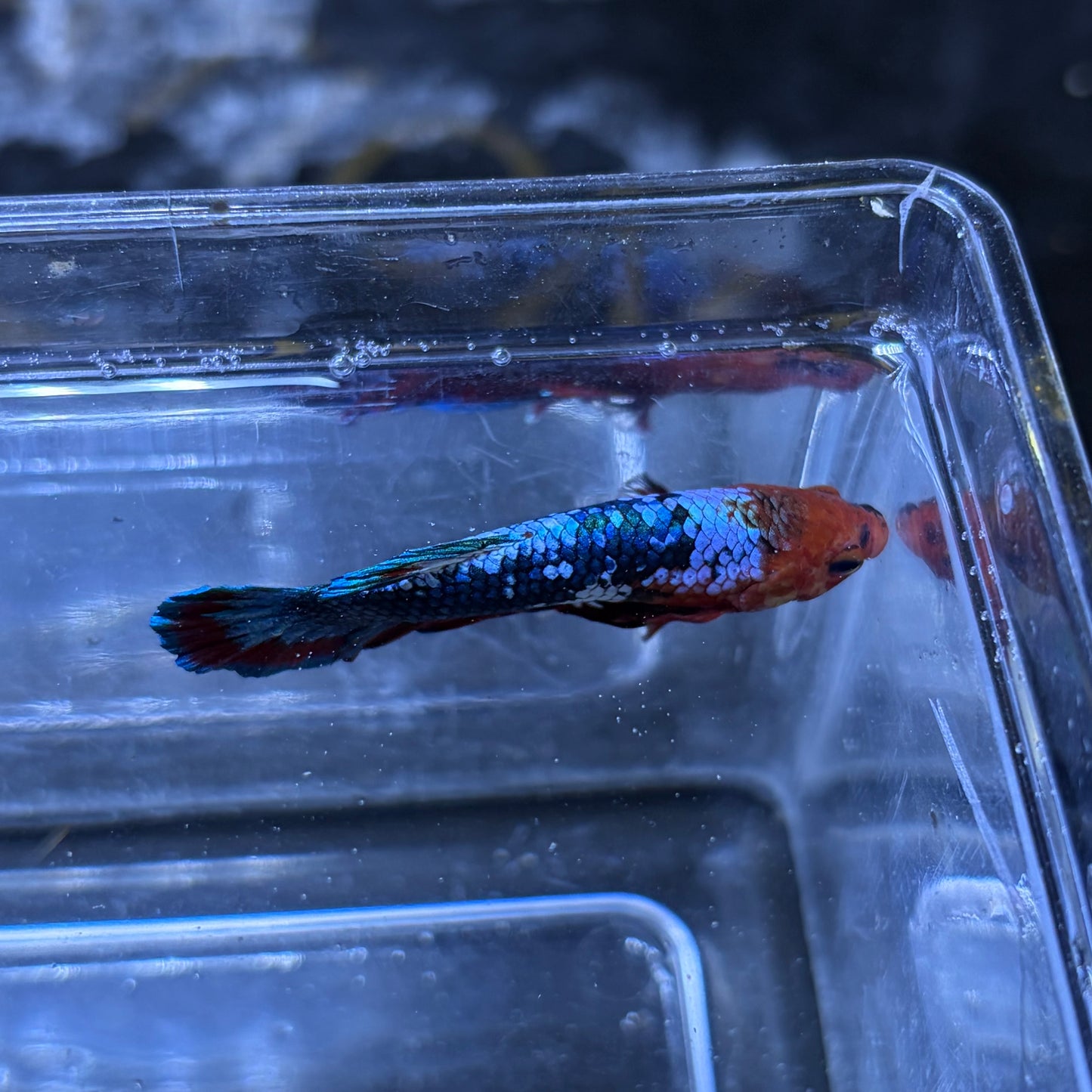 Red Hellboy Male Betta 3.5cm (D)