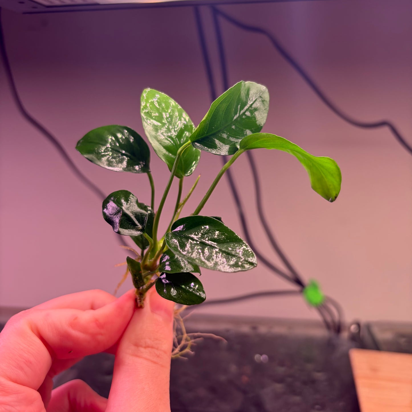 10x Small Anubias Pack Of 10