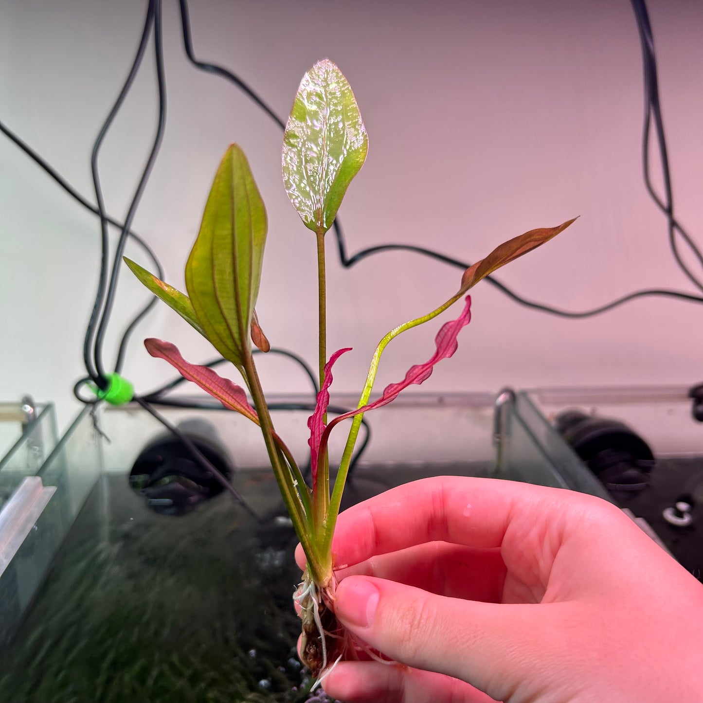 Echinodorus Pink Miracle - RARE