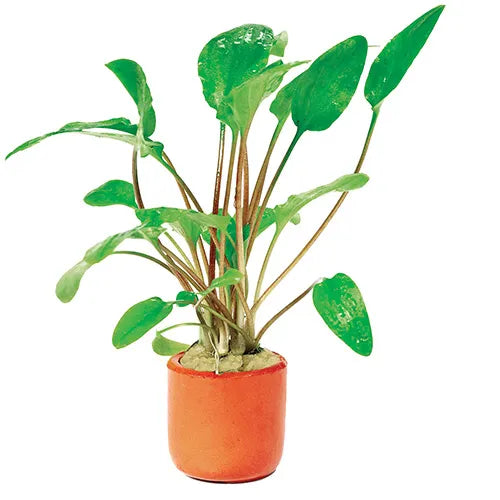 Crypt Wendtii Green - 3cm pot