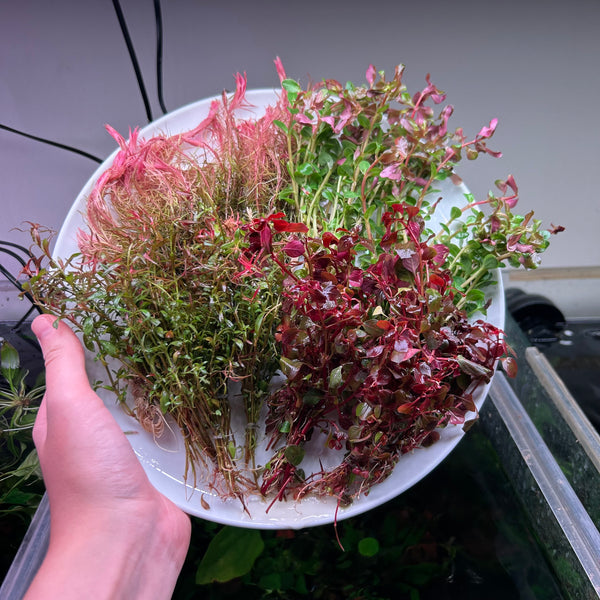 Pink & Red Stem Pack - 19x Bunches