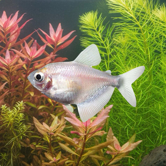White Skirt Tetra 3cm (5x Fish)